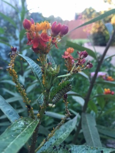 Baby monarch caterpillar in my garden this morning. The ultimate symbol of transformation.